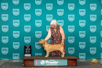 Basset Fauvre D'Bretagne #1006 Sun BOB Judge Lori Sargent