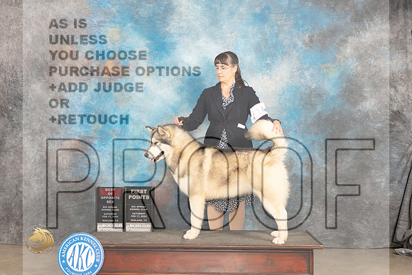 Alaskan Malamute #14 Sat BOS Judge Carolyn Herbel_JP_1250_MIDLAND2024_HR3