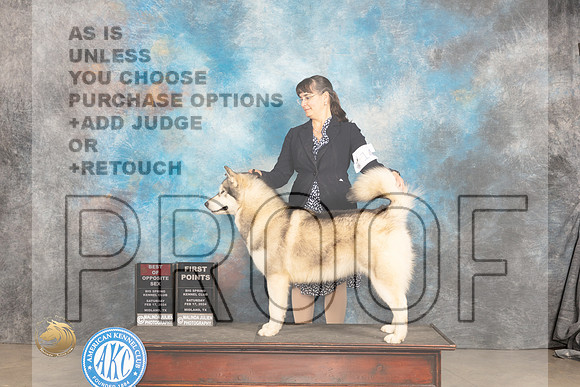 Alaskan Malamute #14 Sat BOS Judge Carolyn Herbel_JP_1253_MIDLAND2024_HR3