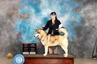 Alaskan Malamute #14 Sat BOS Judge Carolyn Herbel