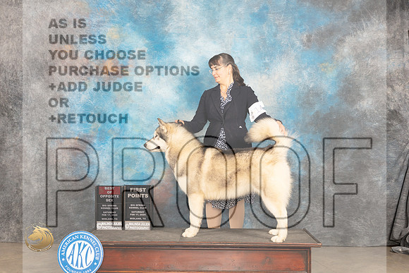 Alaskan Malamute #14 Sat BOS Judge Carolyn Herbel_JP_1254_MIDLAND2024_HR3