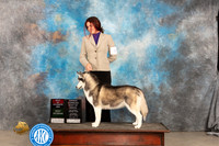 Alaskan Malamute #8 Sat BOSOHBOBBV VG2 Judge Carolyn Herbel