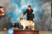 Australian Shepherd #9 Sat WD Judge Gloria Kerr