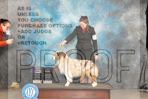 Australian Shepherd #9 Sat WD Judge Gloria Kerr_JP_1412_MIDLAND2024_HR3