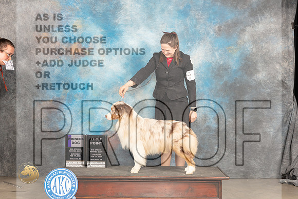 Australian Shepherd #9 Sat WD Judge Gloria Kerr_JP_1413_MIDLAND2024_HR3