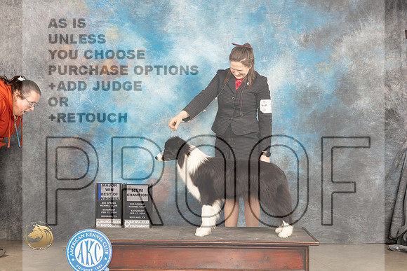 Border Collie #18 Sat WBBOWMCH Judge Gloria Kerr_JP_1407_MIDLAND2024_HR3