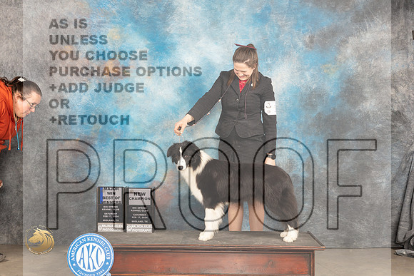 Border Collie #18 Sat WBBOWMCH Judge Gloria Kerr_JP_1409_MIDLAND2024_HR3