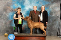 Chesapeake Bay Retriever #5 Sat OHG2 Judge Marilyn Pipes