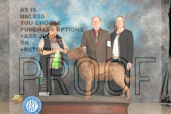 Chesapeake Bay Retriever #5 Sat OHG2 Judge Marilyn Pipes_JP_1454_MIDLAND2024_HR3