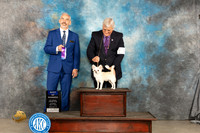 Chihuahua Long Coat #7 BOWM Judge Dale Martensenn