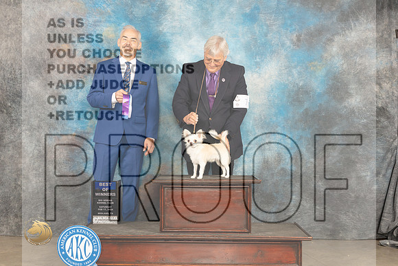 Chihuahua Long Coat #7 BOWM Judge Dale Martensenn_JP_1354_MIDLAND2024_HR3