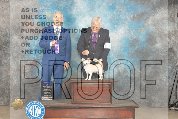 Chihuahua Long Coat #7 BOWM Judge Dale Martensenn_JP_1358_MIDLAND2024_HR3