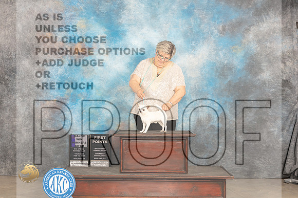 Chihuahua Smooth #10 Thur WBM Judge Gloria Kerr_JP_1364_MIDLAND2024_HR3