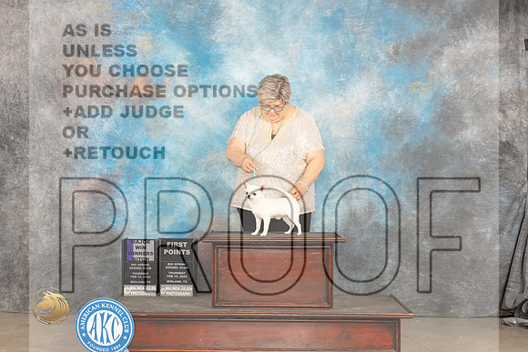 Chihuahua Smooth #10 Thur WBM Judge Gloria Kerr_JP_1365_MIDLAND2024_HR3