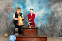 Chihuahua Smooth #J51 Sat BJr Judge Marilyn Pipes