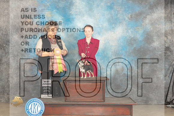 Chihuahua Smooth #J51 Sat BJr Judge Marilyn Pipes_JP_1322_MIDLAND2024_HR3