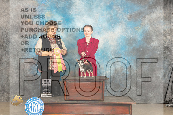 Chihuahua Smooth #J51 Sat BJr Judge Marilyn Pipes_JP_1323_MIDLAND2024_HR3