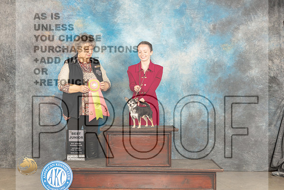 Chihuahua Smooth #J51 Sat BJr Judge Marilyn Pipes_JP_1324_MIDLAND2024_HR3