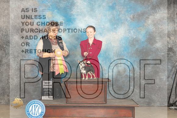Chihuahua Smooth #J51 Sat BJr Judge Marilyn Pipes_JP_1325_MIDLAND2024_HR3