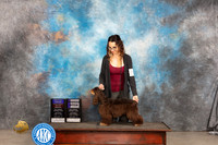 Cocker Spaniel ASCOB #6 Sat BOBOHBOBWB Judge Dale Martensen
