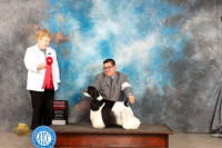 Cocker Spaniel Parti #7 Sat G2 Judge Judy Brown