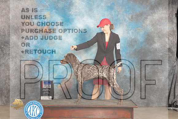 German Shorthaired Poinnter #5 Sat WDBOWBOSM Judge Marilyn Pipes_JP_1448_MIDLAND2024_HR3
