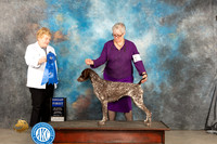German Shorthaired Pointer #6 Sat G1 Judge Judy Brown
