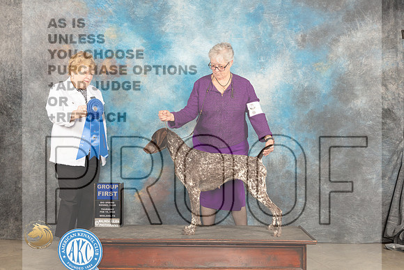 German Shorthaired Pointer #6 Sat G1 Judge Judy Brown_JP_1368e_MIDLAND2024_HR3