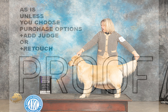 Golden Retriever #16 Sat RWB Judge Marilyn Pipes_JP_1302_MIDLAND2024_HR3
