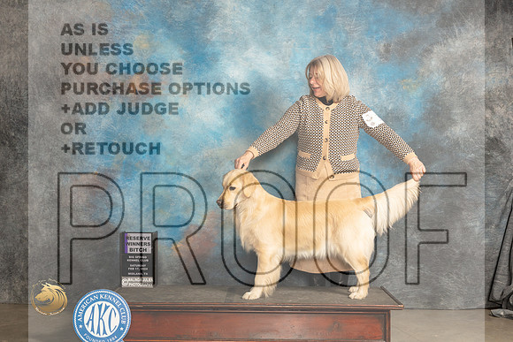 Golden Retriever #16 Sat RWB Judge Marilyn Pipes_JP_1303_MIDLAND2024_HR3