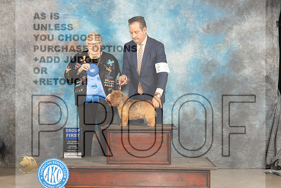 Norwich Terrier #5 Sat G1 Judge Denny Mounce_JP_1458_MIDLAND2024_HR3