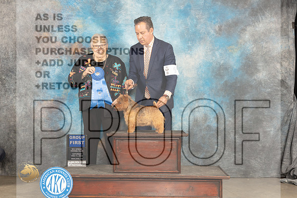 Norwich Terrier #5 Sat G1 Judge Denny Mounce_JP_1459_MIDLAND2024_HR3