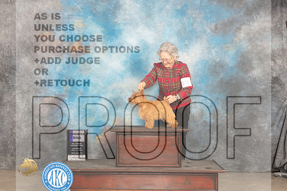 Norwich Terrier #9 Sat WD Judge Denny Mounce_JP_1346_MIDLAND2024_HR3