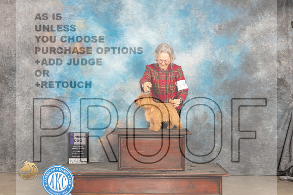 Norwich Terrier #9 Sat WD Judge Denny Mounce_JP_1349_MIDLAND2024_HR3