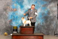 Portuguese Podengo Pequeno #6 Sat G2 Judge Marilyn Pipes