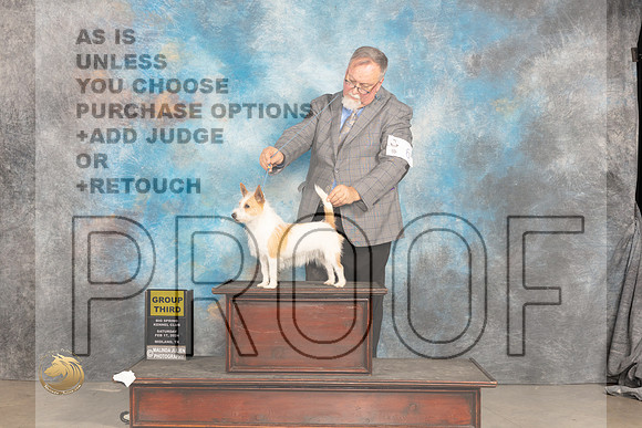 Portuguese Podengo Pequeno #6 Sat G2 Judge Marilyn Pipes_JP_1430_MIDLAND2024_HR3