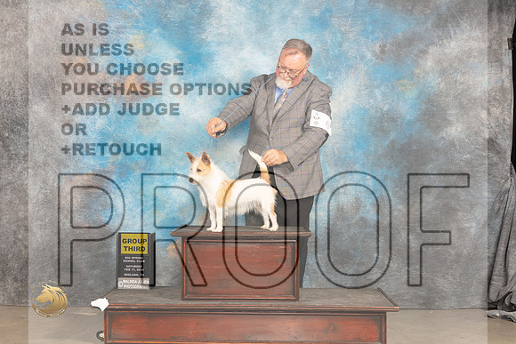 Portuguese Podengo Pequeno #6 Sat G2 Judge Marilyn Pipes_JP_1431_MIDLAND2024_HR3