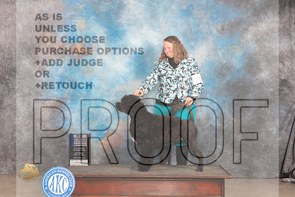 Portuguese Water Dog #11 Sat WDBOWMCH Judge Carolyn Herbel_JP_1308_MIDLAND2024_HR3