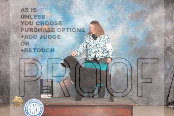 Portuguese Water Dog #11 Sat WDBOWMCH Judge Carolyn Herbel_JP_1315_MIDLAND2024_HR3