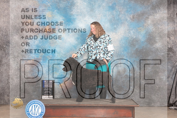 Portuguese Water Dog #11 Sat WDBOWMCH Judge Carolyn Herbel_JP_1319_MIDLAND2024_HR3
