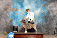 Portuguese Water Dog #12 Sat WBCH Judge Carolyn Herbel