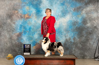 Shetland Sheepdog #16 Sat BOWM Judge Gloria Kerr