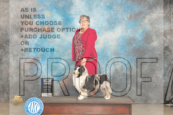 Shetland Sheepdog #16 Sat BOWM Judge Gloria Kerr_JP_1263_MIDLAND2024_HR3