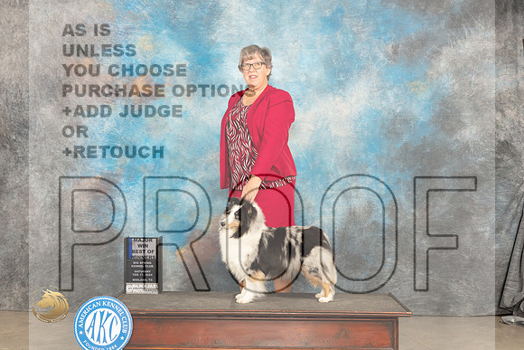 Shetland Sheepdog #16 Sat BOWM Judge Gloria Kerr_JP_1264_MIDLAND2024_HR3