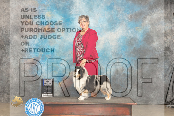 Shetland Sheepdog #16 Sat BOWM Judge Gloria Kerr_JP_1266_MIDLAND2024_HR3