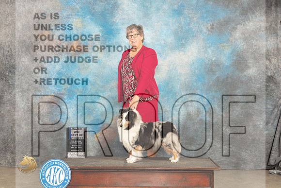 Shetland Sheepdog #16 Sat BOWM Judge Gloria Kerr_JP_1268_MIDLAND2024_HR3