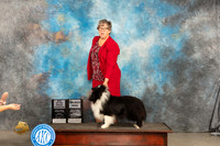 Shetland Sheepdog #21 Fri SDGCHSilver Judge Carolyn Herbel
