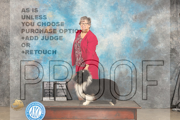 Shetland Sheepdog #21 Fri SDGCHSilver Judge Carolyn Herbel_JP_1272_MIDLAND2024_HR3