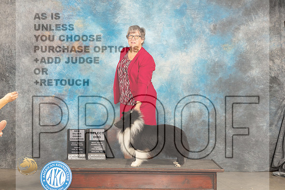 Shetland Sheepdog #21 Fri SDGCHSilver Judge Carolyn Herbel_JP_1271_MIDLAND2024_HR3