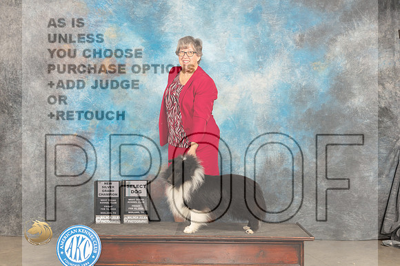 Shetland Sheepdog #21 Fri SDGCHSilver Judge Carolyn Herbel_JP_1273_MIDLAND2024_HR3